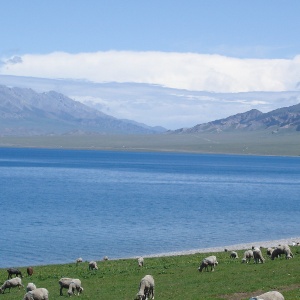 新疆旅游定制师王菲的头像