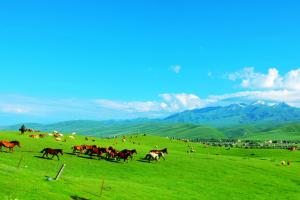 辽宁新疆旅游专列_沈阳新疆旅游专列