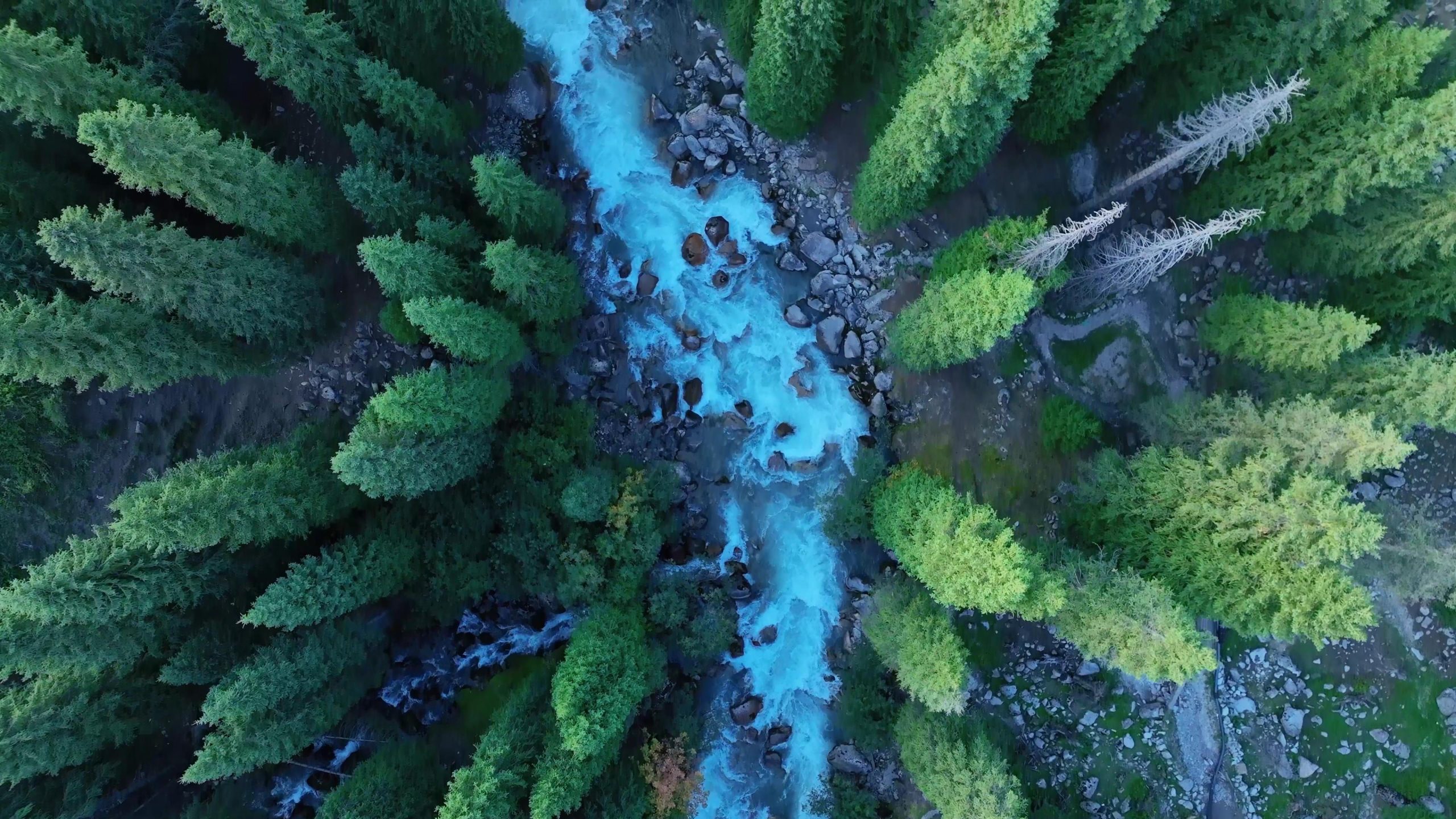 组团去喀纳斯旅游_组团去喀纳斯旅游攻略