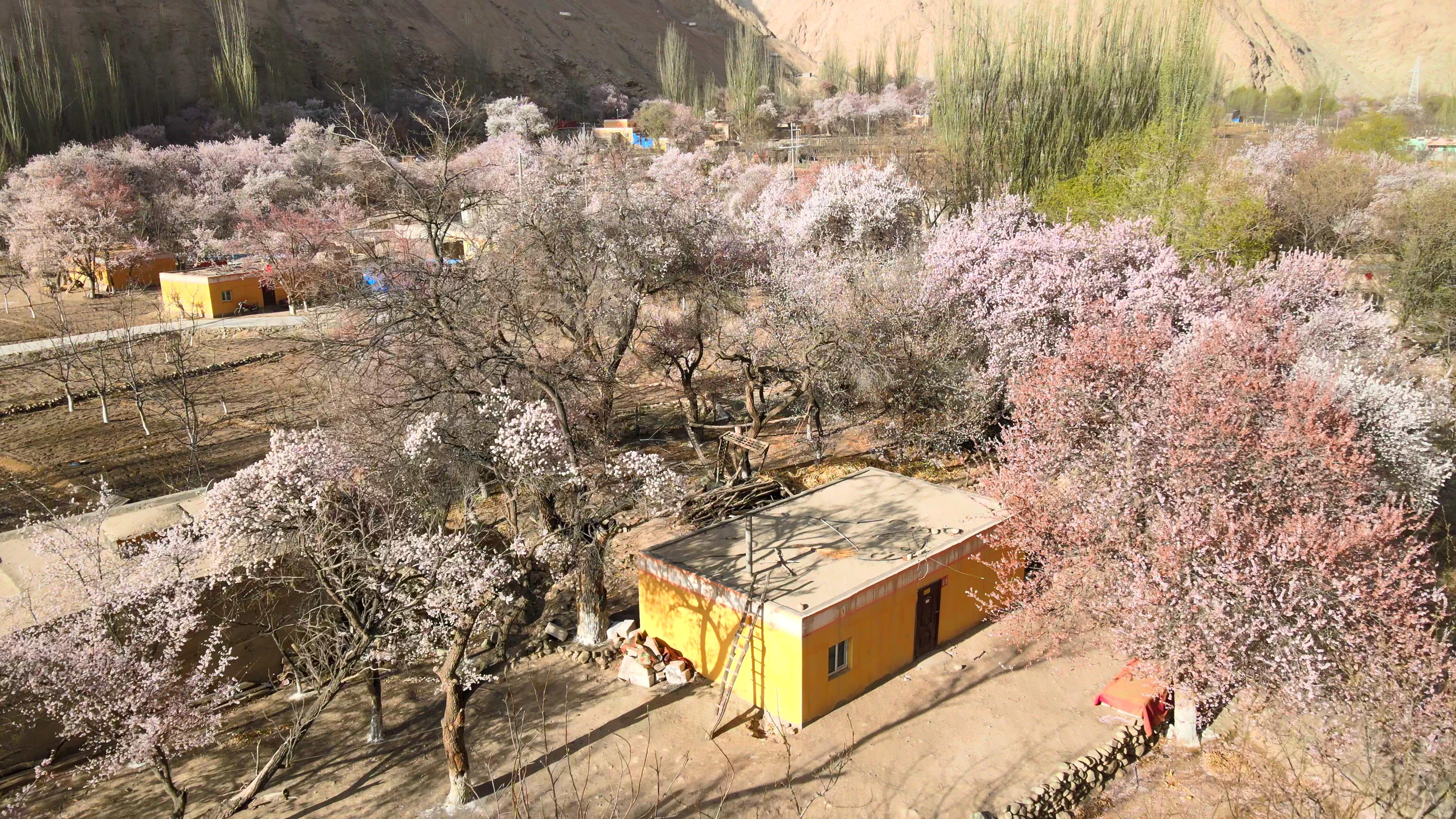 往 新疆 北疆 旅行