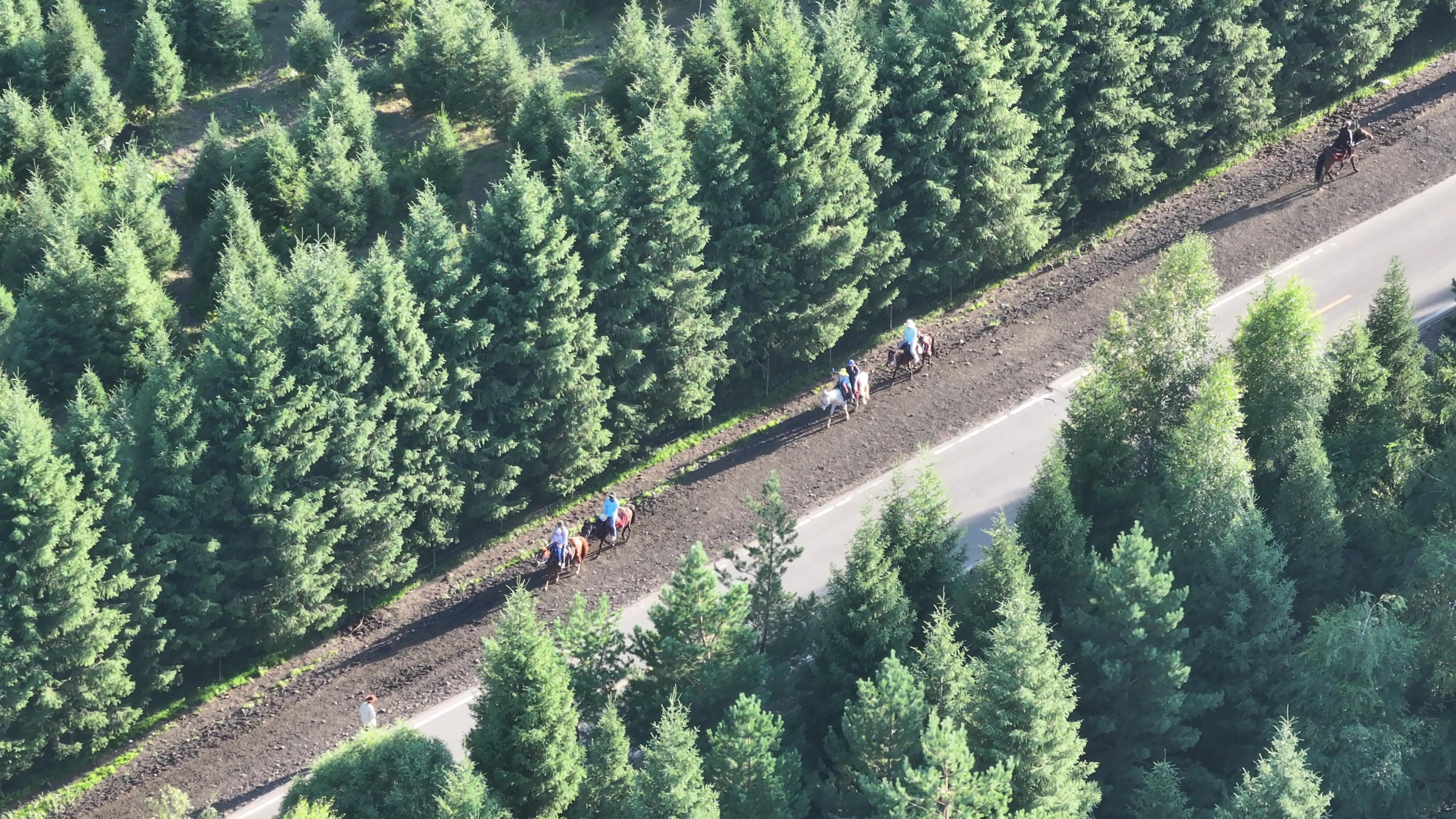 到喀纳斯攻略旅游_到喀纳斯攻略旅游路线