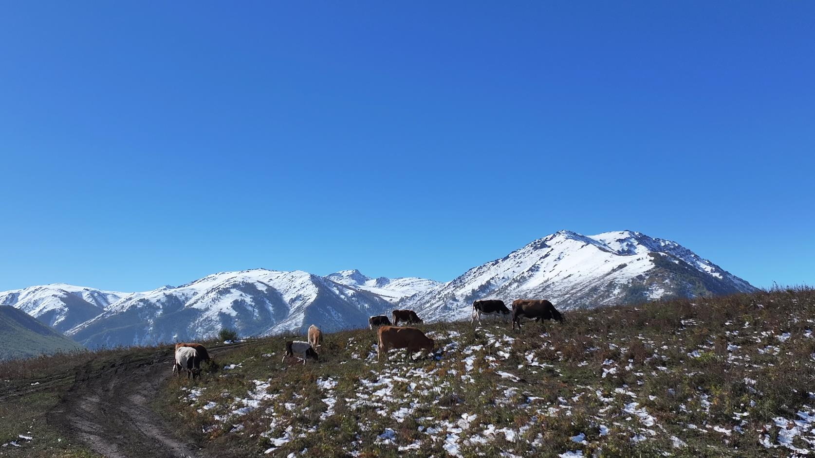 秋季喀纳斯旅行多少钱_秋季喀纳斯旅行多少钱一天