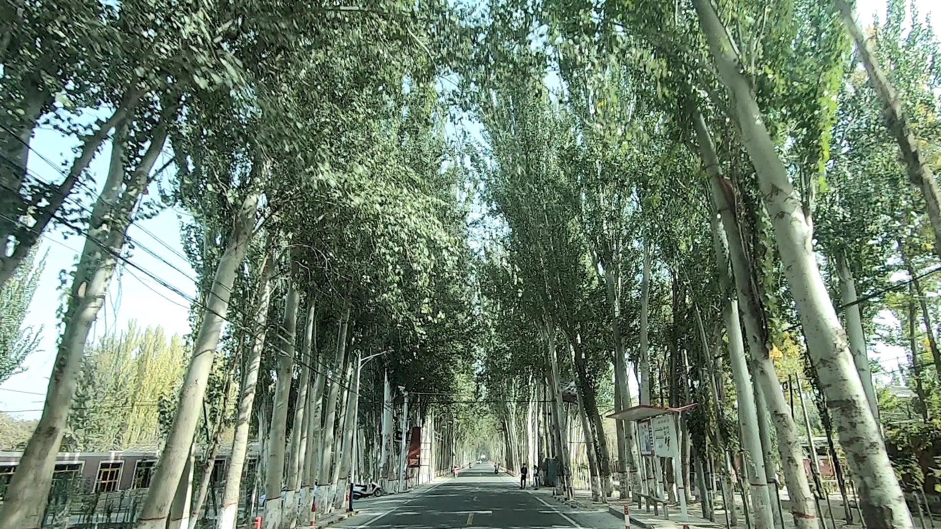 近期去新疆旅游_近期去新疆旅游有什么规定